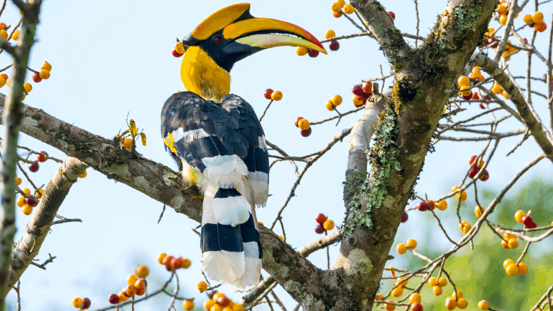 colorful horn-bill in tree