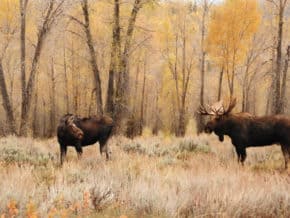 moose pair in yellowstone national park