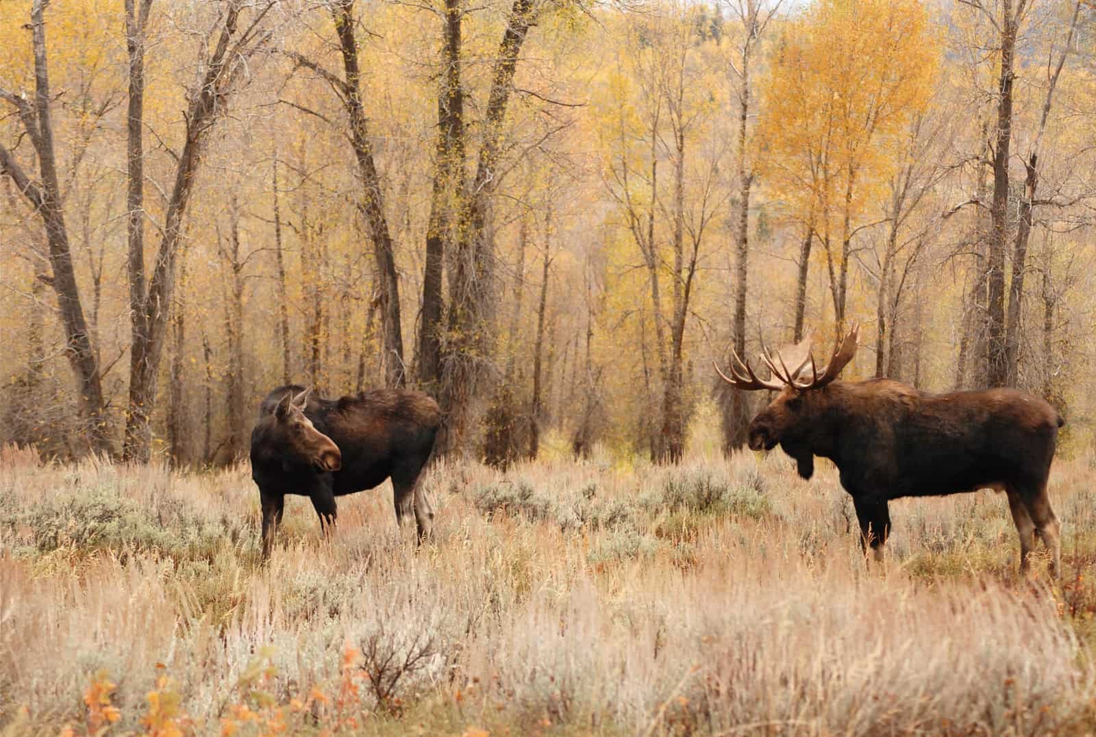 moose pair in yellowstone national park