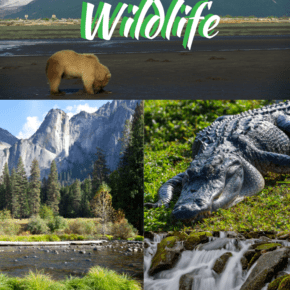 collage of wild animals text says 10 best national parks for wildlife
