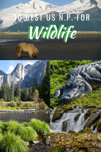 collage of wild animals text says 10 best national parks for wildlife