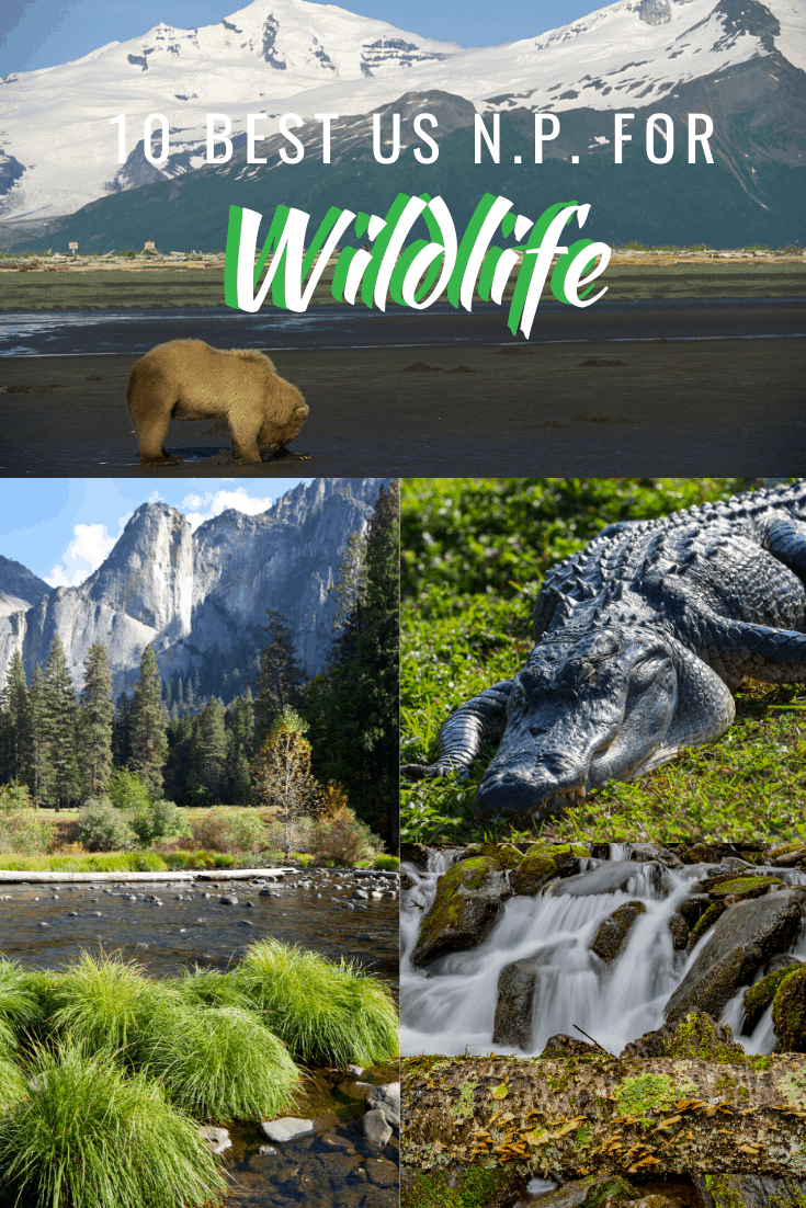 10 Best U.S. National Parks for Wildlife Viewing