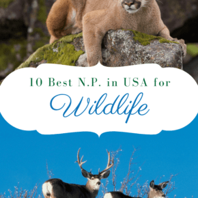 mountain lion and pronghorn sheep text says 10 best national parks in usa for wildlife