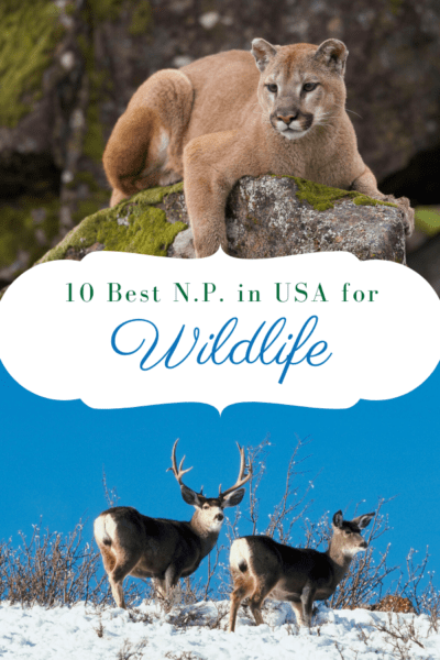 mountain lion and pronghorn sheep text says 10 best national parks in usa for wildlife