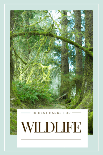 trees in olympic national park text says 10 best national parks for wildlife