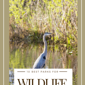blue heron text says 10 best national parks for wildlife