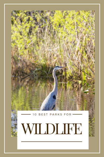 blue heron text says 10 best national parks for wildlife