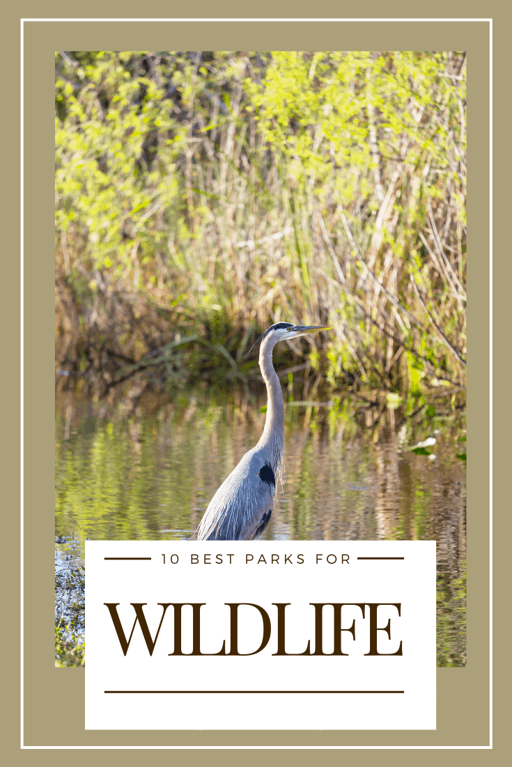 10 Best U.S. National Parks for Wildlife Viewing