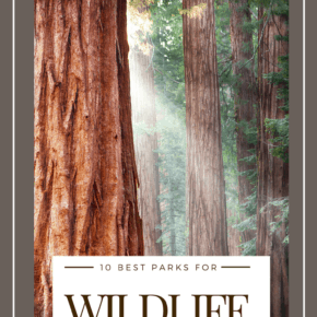redwood trees text says 10 best national parks for wildlife
