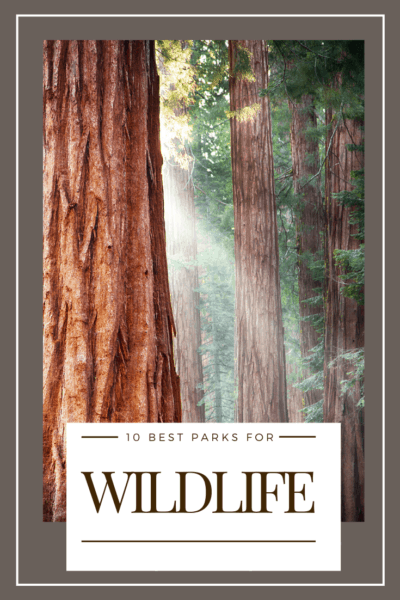 redwood trees text says 10 best national parks for wildlife