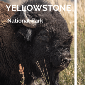 large bison text says yellowstone national park