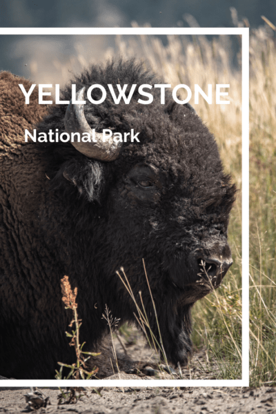 large bison text says yellowstone national park