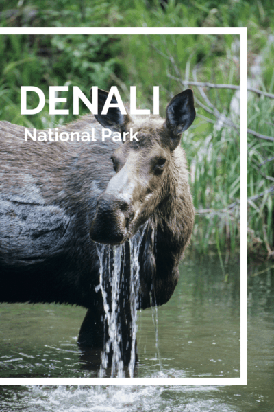 moose text says denali national parkcollage of wild animals text says 10 best national parks for wildlife
