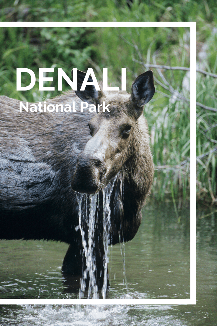 10 Best U.S. National Parks for Wildlife Viewing