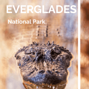 alligator text says everglades national park