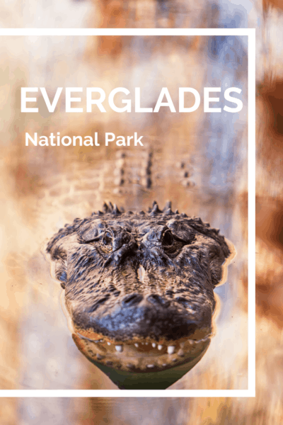 alligator text says everglades national park