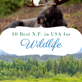 moose and grizzly bears text says 10 best national parks in usa for wildlife