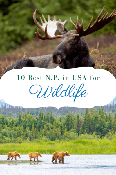 moose and grizzly bears text says 10 best national parks in usa for wildlife