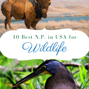 bison and heron text says 10 best national parks in usa for wildlife