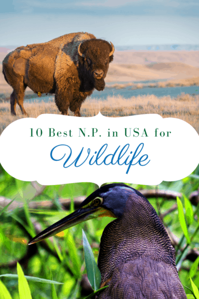 bison and heron text says 10 best national parks in usa for wildlife