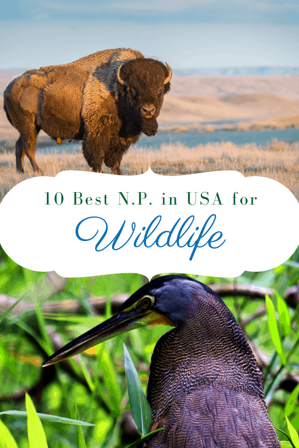 10 Best U.S. National Parks for Wildlife Viewing