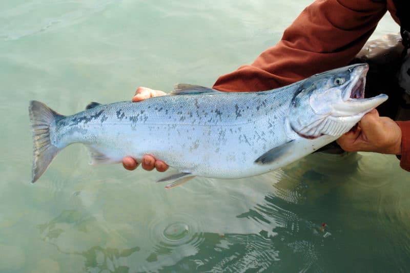 Fisherman with freshly caught salmon in alaska
