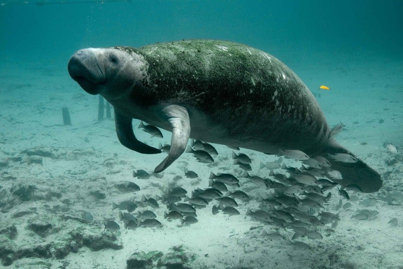 manatee in everglades national park