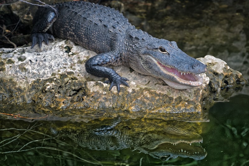alligator in everglades national park