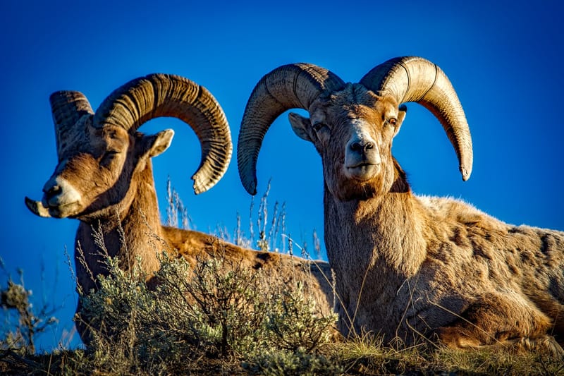 bighorn sheep in Yellowstone, which is probably the best US national park for wildlife viewing