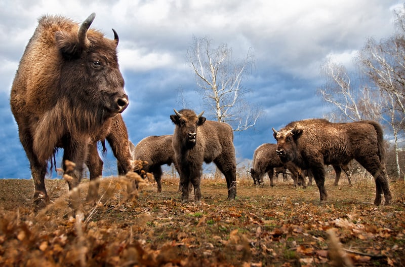 herd of bison in grand teton national park