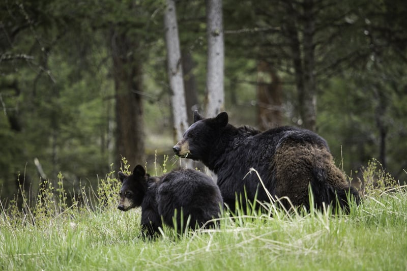 black bears in smoky mountains national park