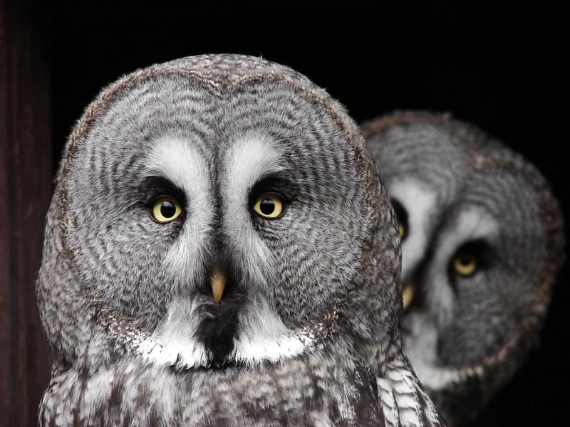 great grey owl in yosemite national park