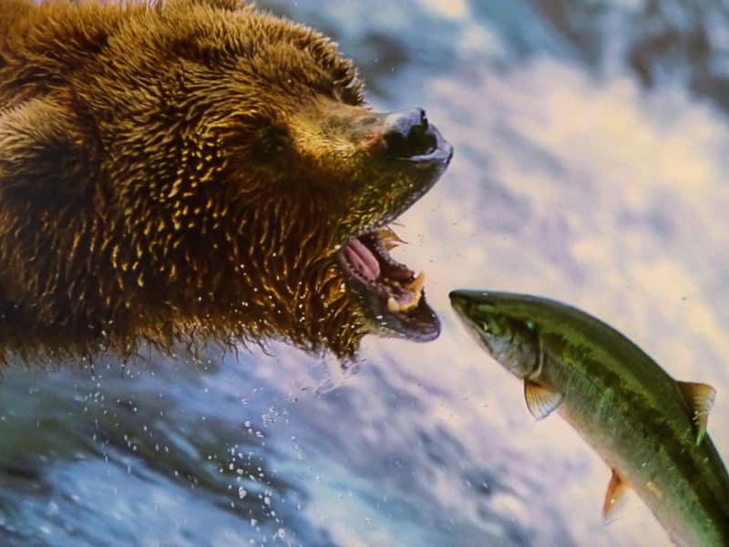 grizzly catching slamon in denali national park