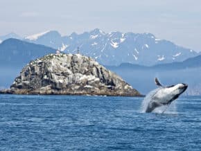 jumping humback whale on alaskan cruise