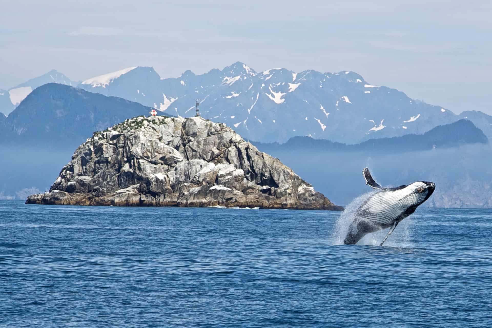 jumping humback whale on alaskan cruise