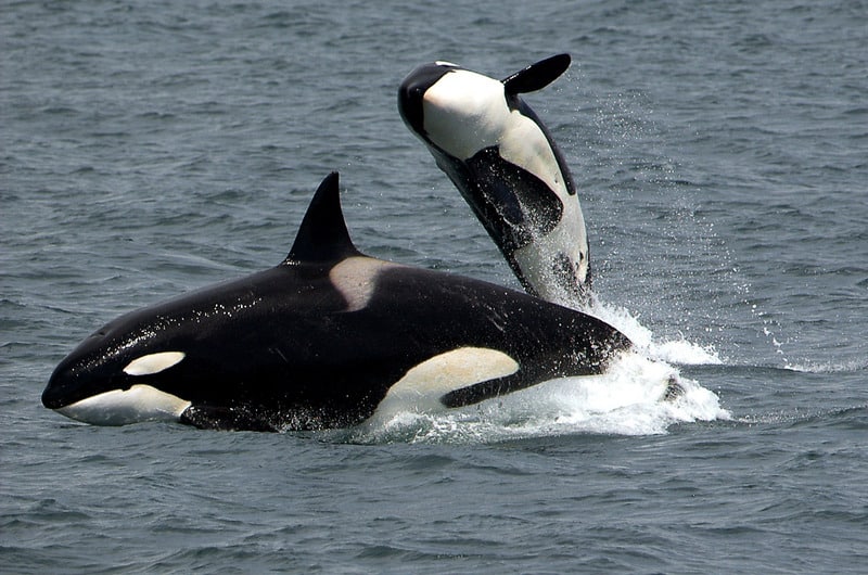 killer whales jumping off of redwood national park