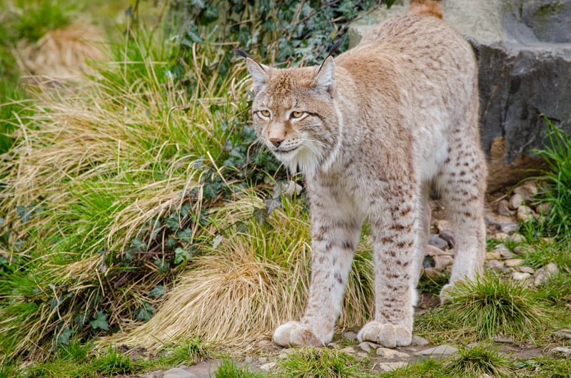 lynx in glacier national park