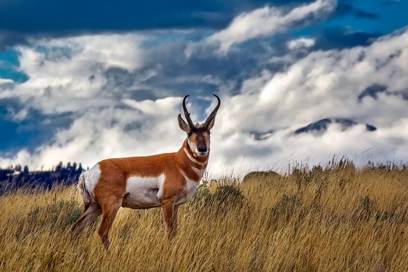pronghorn sheep in theodore roosevelt national park