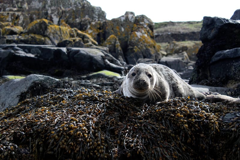 sea lion in olympic national park