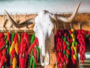 bull skull with red and green drying chilis