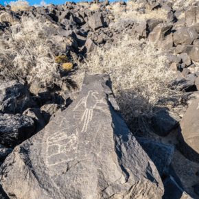 petroglyph of dinosaur text says albuquerque