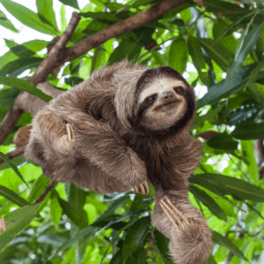 three-toed sloth text says panama