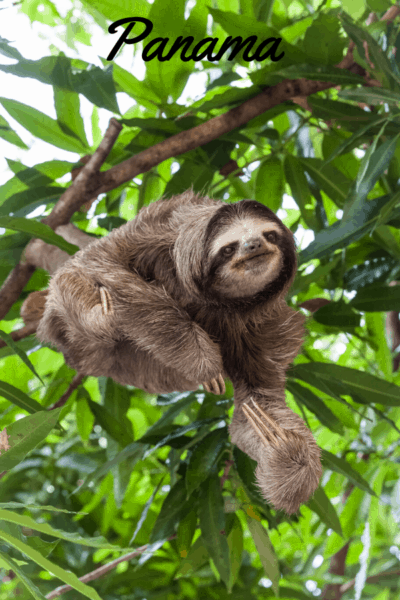 three-toed sloth text says panama