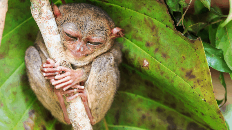 best things to see in the Philippines tiny bushbaby sleeping in a leaf