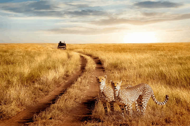 two cheetah with a safari vehicle spotted during a perfect african safari