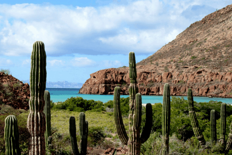 Cactus in foreground with a view to the water in Ensenada mexico