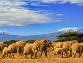 elephants in front of Kilimanjaro