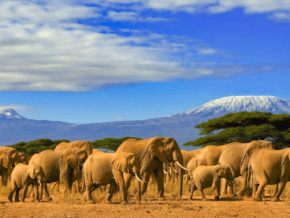 elephants in front of Kilimanjaro