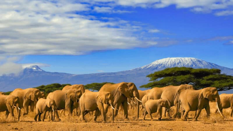 elephants in front of Kilimanjaro