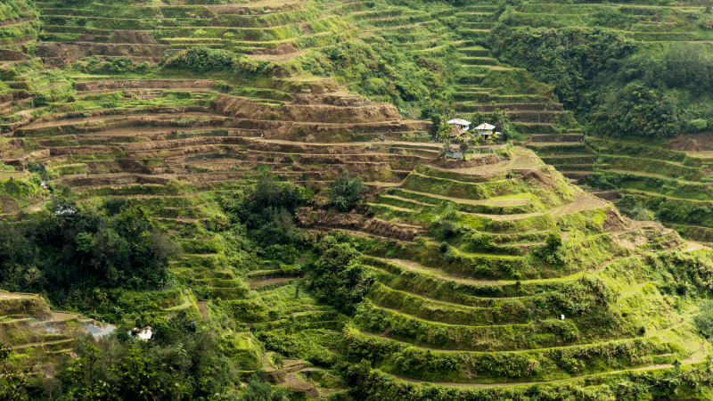 Rice terraces, carved into the mountains in Banaue, Philippines.